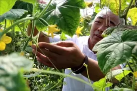 校地合作优势突显 引智助力乡村振兴图片