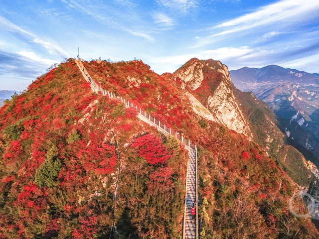 重庆巫山“三峡龙脊”红叶迎来观赏期