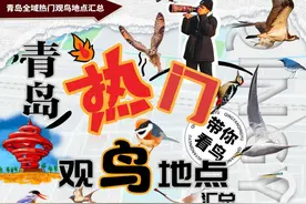 青岛全域热门观鸟地点汇总（上）图片