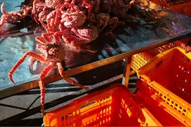 ​清明鲜味+1！鲁海丰首航63吨棕帝王蟹抢鲜北方市场图片