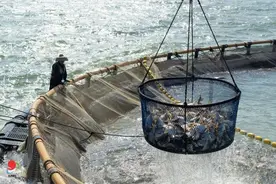 来湛江过大年，千万别错过TA！图片