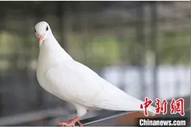 新疆阿拉尔：“鸽”声嘹亮 奏致富曲图片