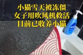 小猫雪天被冻僵女子用吹风机救活：小猫很聪明，目前已收养小猫图片