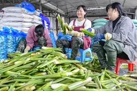北菜南种 海口150亩茭白陆续上市图片