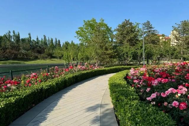 桃红柳绿樱如雪！通州三个赏花好去处，超美超出片~