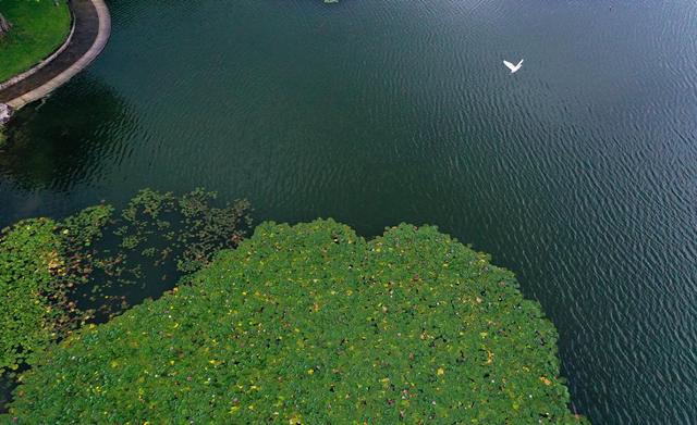海鸥为何奔赴弥勒？原因找到了...