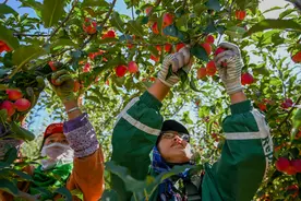 科尔沁沙地“锦绣海棠”出口东南亚图片