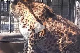 一动物园被调侃为“全国模范养猪基地”图片