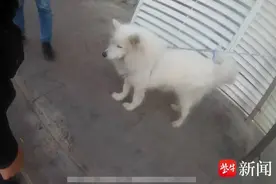 萨摩耶独自“冒险”，民警暖心守护助其回家图片