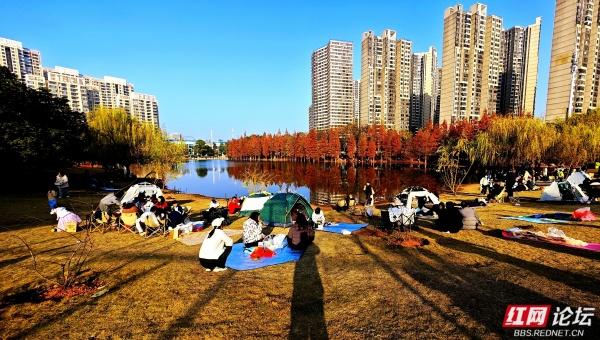 【每日一图@湖南】漫步粟雨湖畔，拾取水杉与冬光合写的暖意篇章