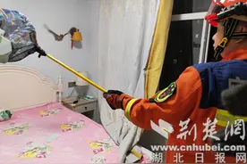 居民家中闯入蝙蝠 老河口消防快速处置图片