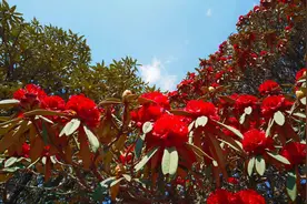 美好生活在云南｜昆明轿子山：马缨花开漫山艳，芳华怒放“上春山”图片