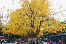 成都赏银杏正当时！送上一份“私人订制”全攻略图片