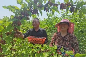 驿城区：桑葚成熟挂满枝 乐了游客富了民图片