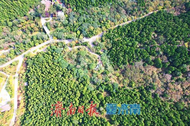 一年四季 泉在济南丨金秋染林间 佛慧山景区秋色引客来