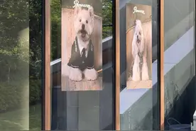 杭州95后小夫妻创业看准赛道，狗狗衣服定制门店，吸粉速度出乎意料图片