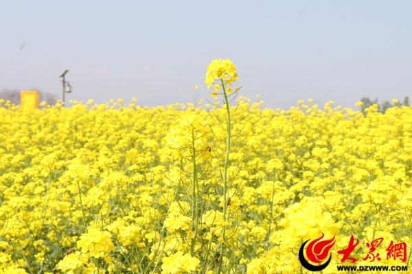 邹平西董百亩油菜花开 春日打卡正当时