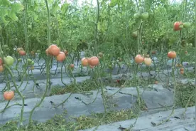 兰陵：“农业园”里番茄红 科技赋能显成效图片