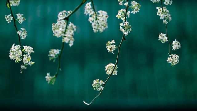 四时天工 扬州如画