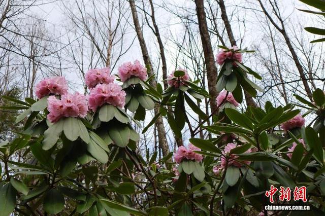 陕西商洛：秦岭高山杜鹃迎盛放期