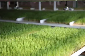 了不起的小镇｜巴林草原开启“幸福密码”图片