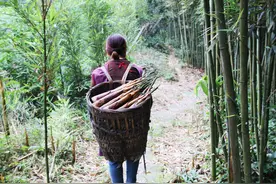 “苦笋之乡”荷叶村：小竹笋铺就“林下生金”路图片