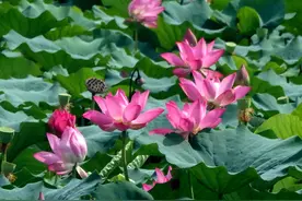 处暑时节 颐和园西堤荷花娇艳绽放图片