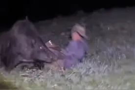 险！护农队员突遭野猪攻击，小狗第一个冲来，兄弟马上到位……网友：一定要给小狗加鸡腿图片