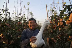 树上结梨果 树下养白鹅图片