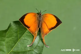 279种纳入！华南环境科学研究所编写名录掌握广州蝴蝶家底图片