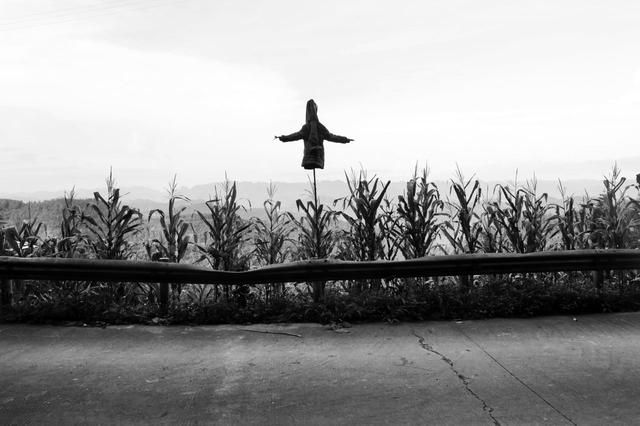 边境上的那一片玉米地