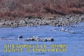 一场“美丽的意外”  南迁红嘴鸥“迷路”到了吉林集安图片