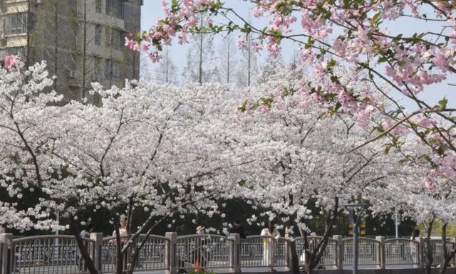 一不留神！湖州的樱花已经美成这样了