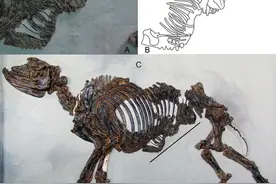 奇蹄类单胎繁殖策略演化研究获进展图片
