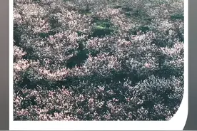 万亩樱桃花海，开启烂漫春日丨在云南样样好图片