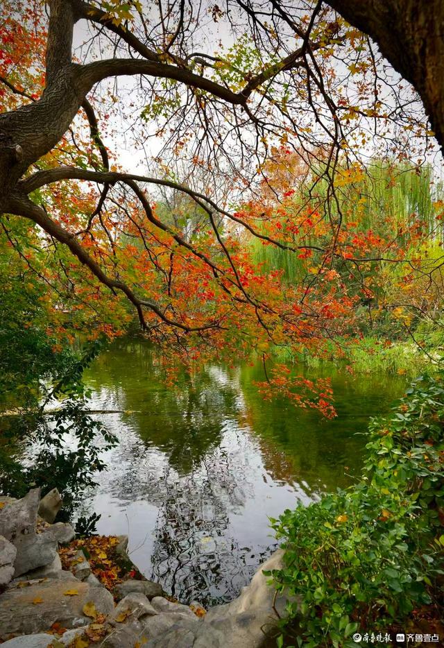 五龙潭公园里水杉林里，“跳”进来两只银杏鹿