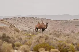 ​新疆若羌：无人机拍摄到野骆驼珍贵画面图片