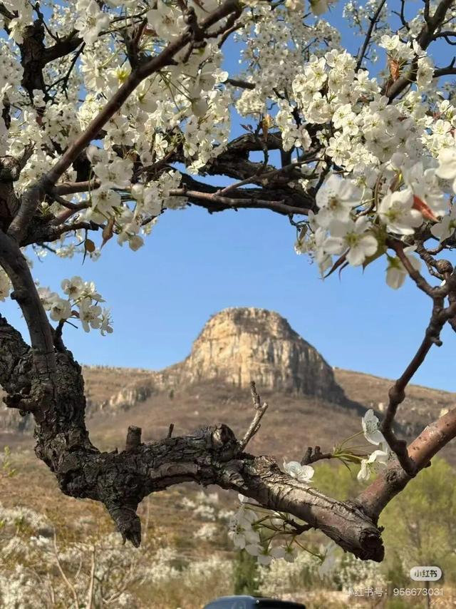 想把临沂的春天打包送给你，临沂最全赏花攻略来了