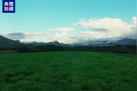 连结中非的“幸福草”！总台纪录片《中国草》即将播出视频封面