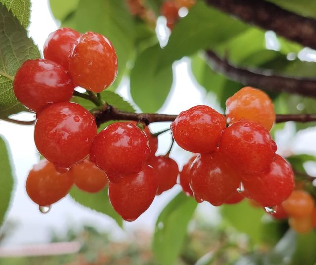 四月来石林赴一场舌尖上的甜蜜狂欢！