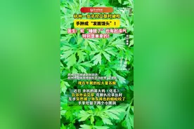 女子野外挖艾草被剧毒蝮蛇咬伤：蛇也有起床气，特别是单身的图片
