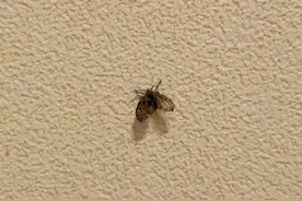 这种虫子看到一只家里很可能有一万只 快来看除虫攻略→图片