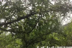 习水县回龙镇安龙村：蜂糖李丰收上市图片