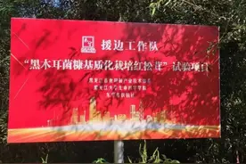 黑龙江东宁：以黑木耳菌糠为基质 红松茸喜获丰收图片