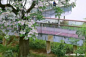 超浪漫！南风吹紫雪，佛山的“紫花树”花开热烈，花期一个月图片