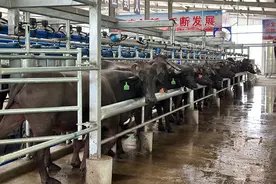 广西龙州：从一株甘蔗到一杯奶的华丽蜕变图片