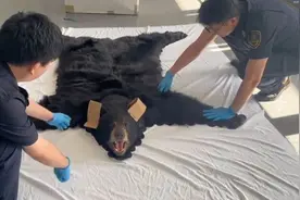 上海浦东国际机场海关查获1张北美黑熊皮制品地毯图片