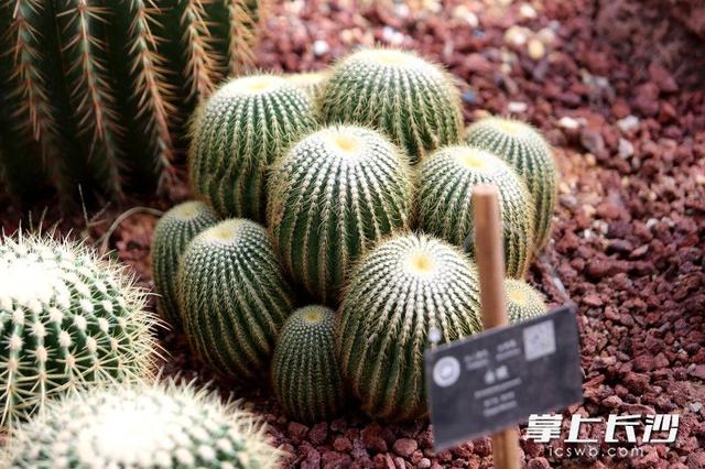 寒冬腊月依然根壮叶绿，省植物园沙生王国邀你来打卡｜组图