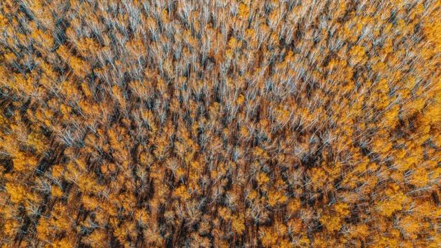 欢迎来到，秋天的廊道