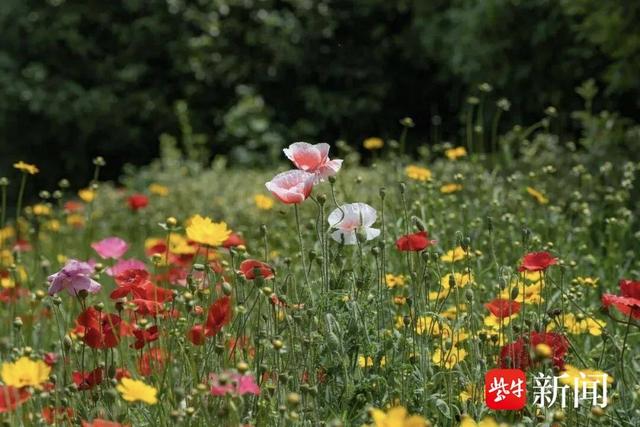 “五一”玩转南通！山水花海、非遗艺术、亲子趣玩一站式打卡